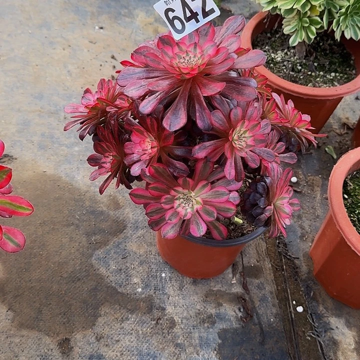 00000000000642黑铜白