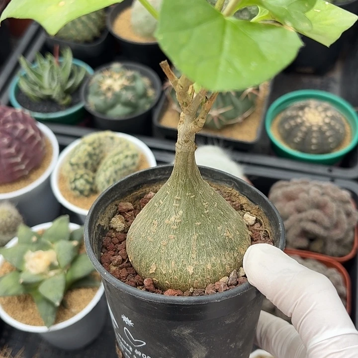 睡布袋仙人球12345