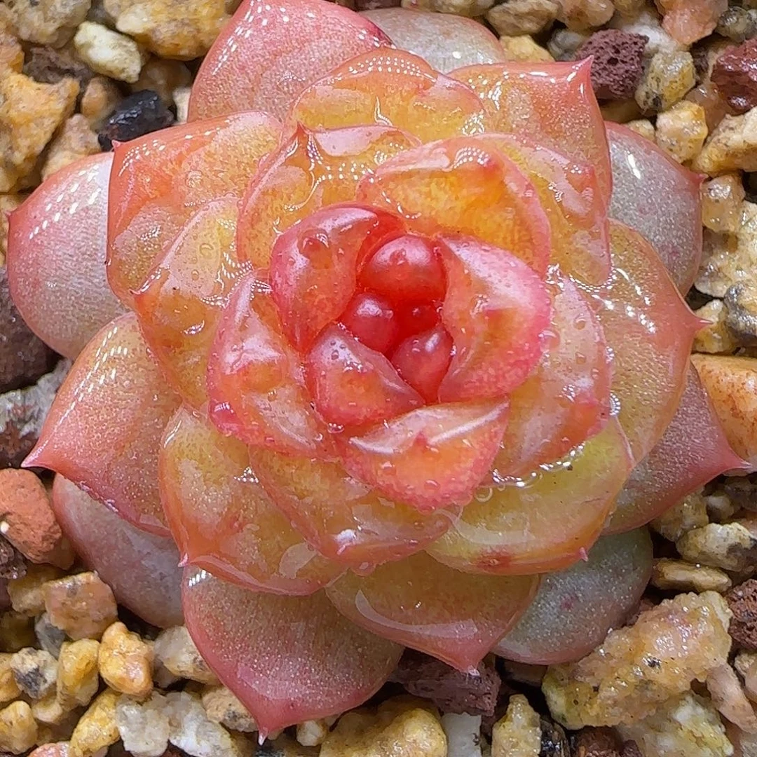 169糖心【满39包邮非偏远】