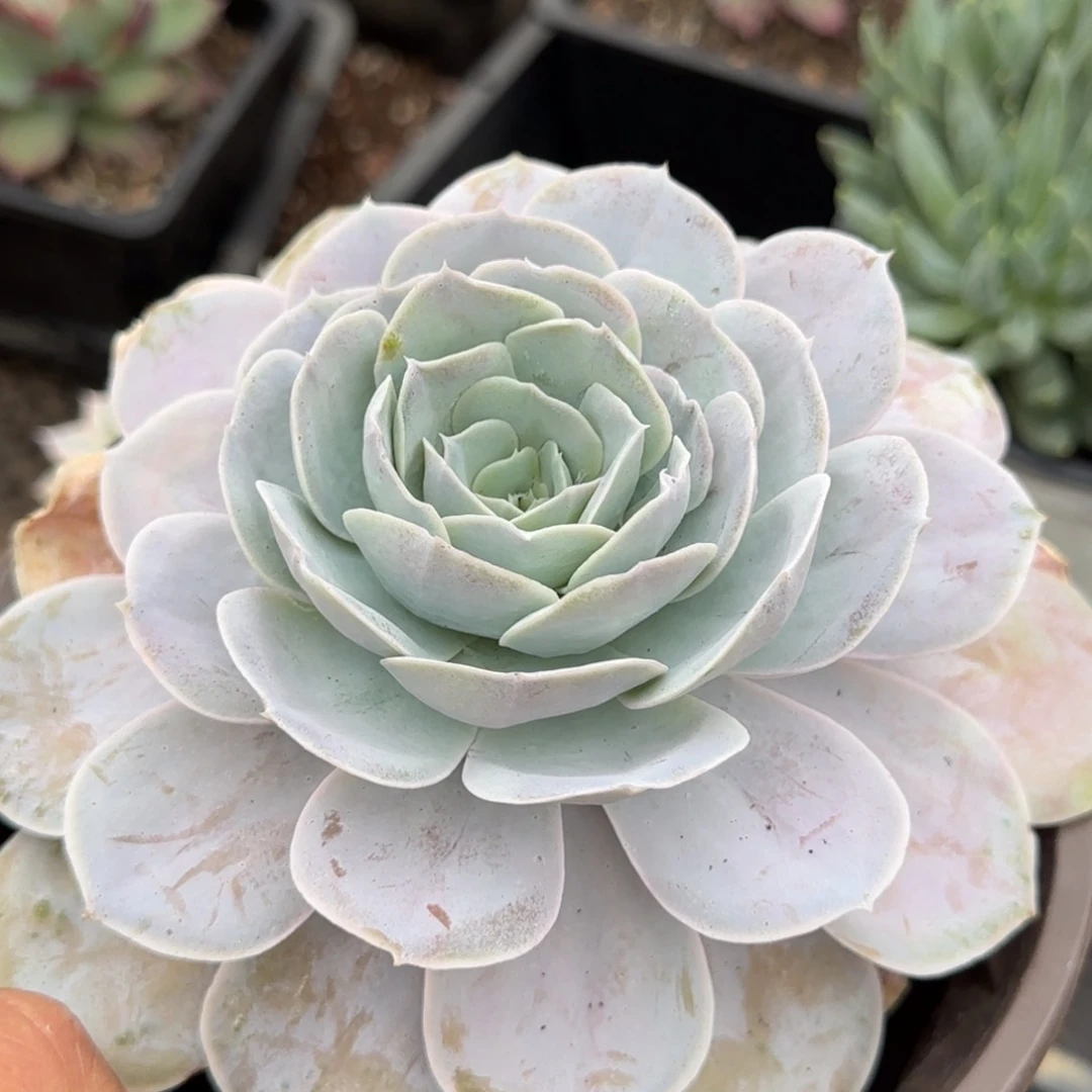 圣卡洛斯惊鸿一玉一拍包装收缩花旱