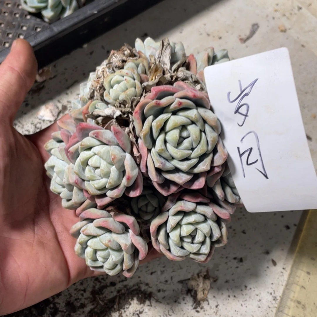 岁月专拍冰玉群生多头