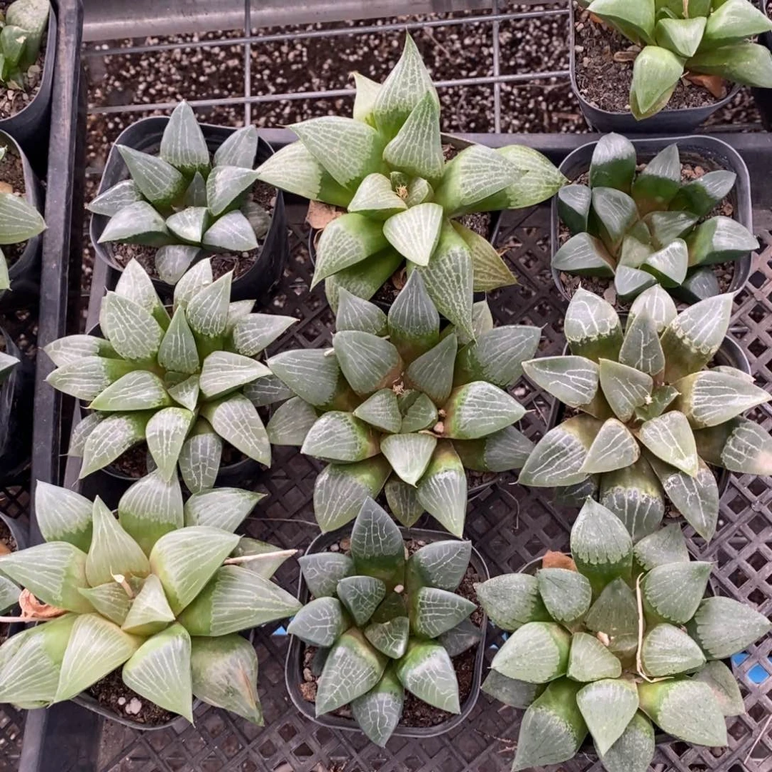 353 一颗实生大寿 超级福利