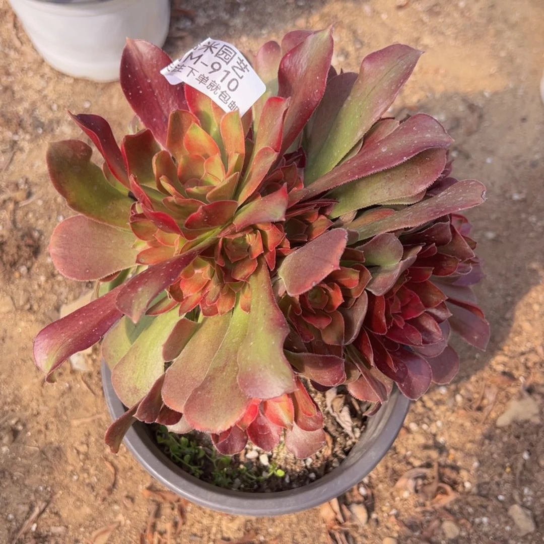 绍七彩老桩多肉植物910