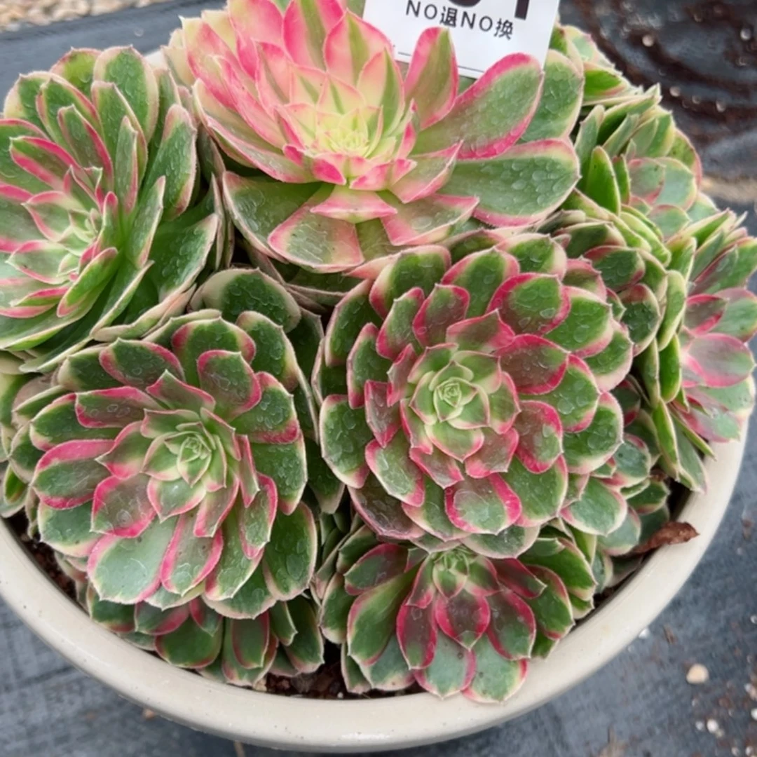 努***福901多肉法师孔雀翎一个