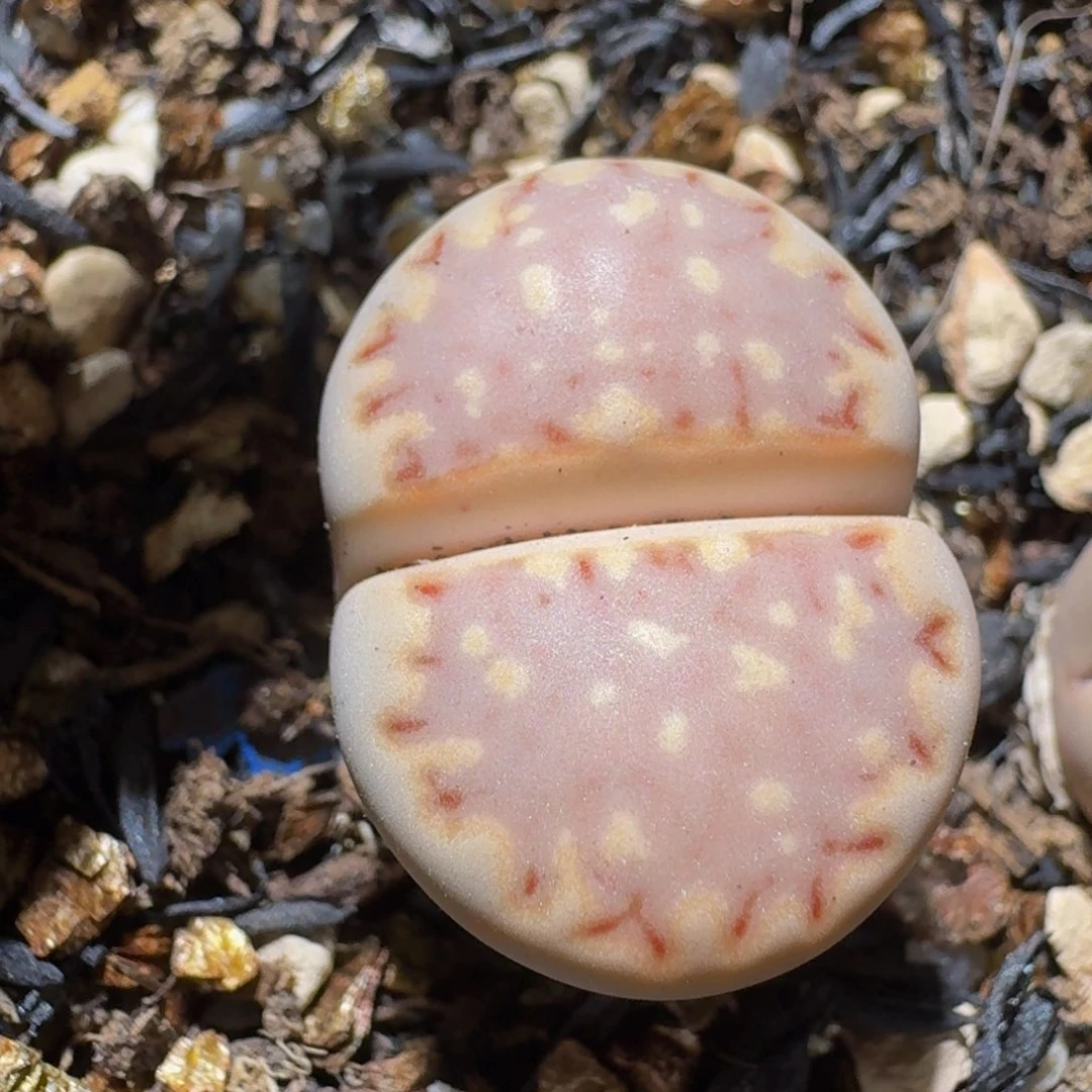 Ssss生石花清货331