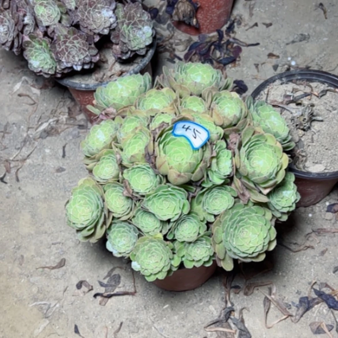 【闪购商品】多肉植物万圣夜45
