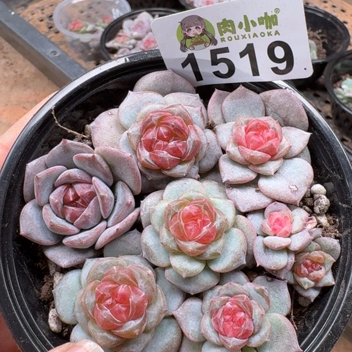 多肉植物多肉植物