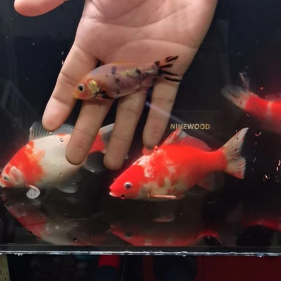 金鱼草金白底奶花三色