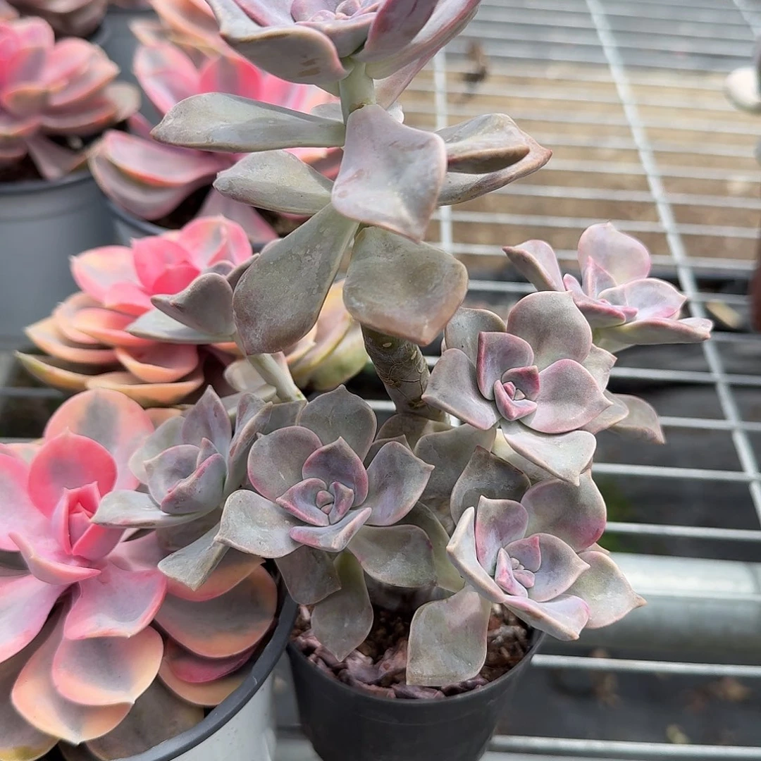 整群紫乐多肉植物
