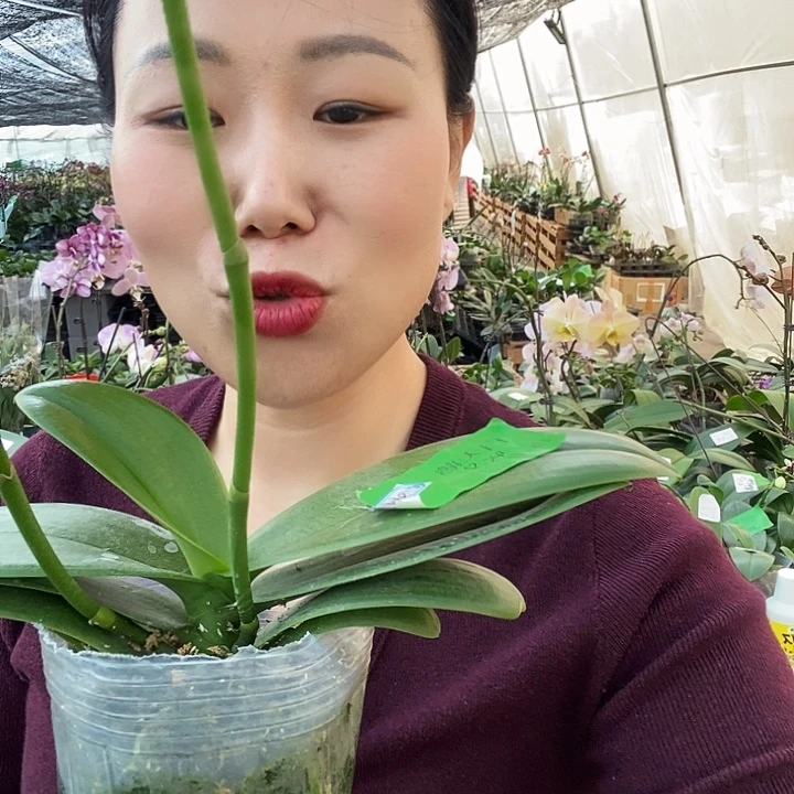 无花朵白天鹅蝴蝶兰