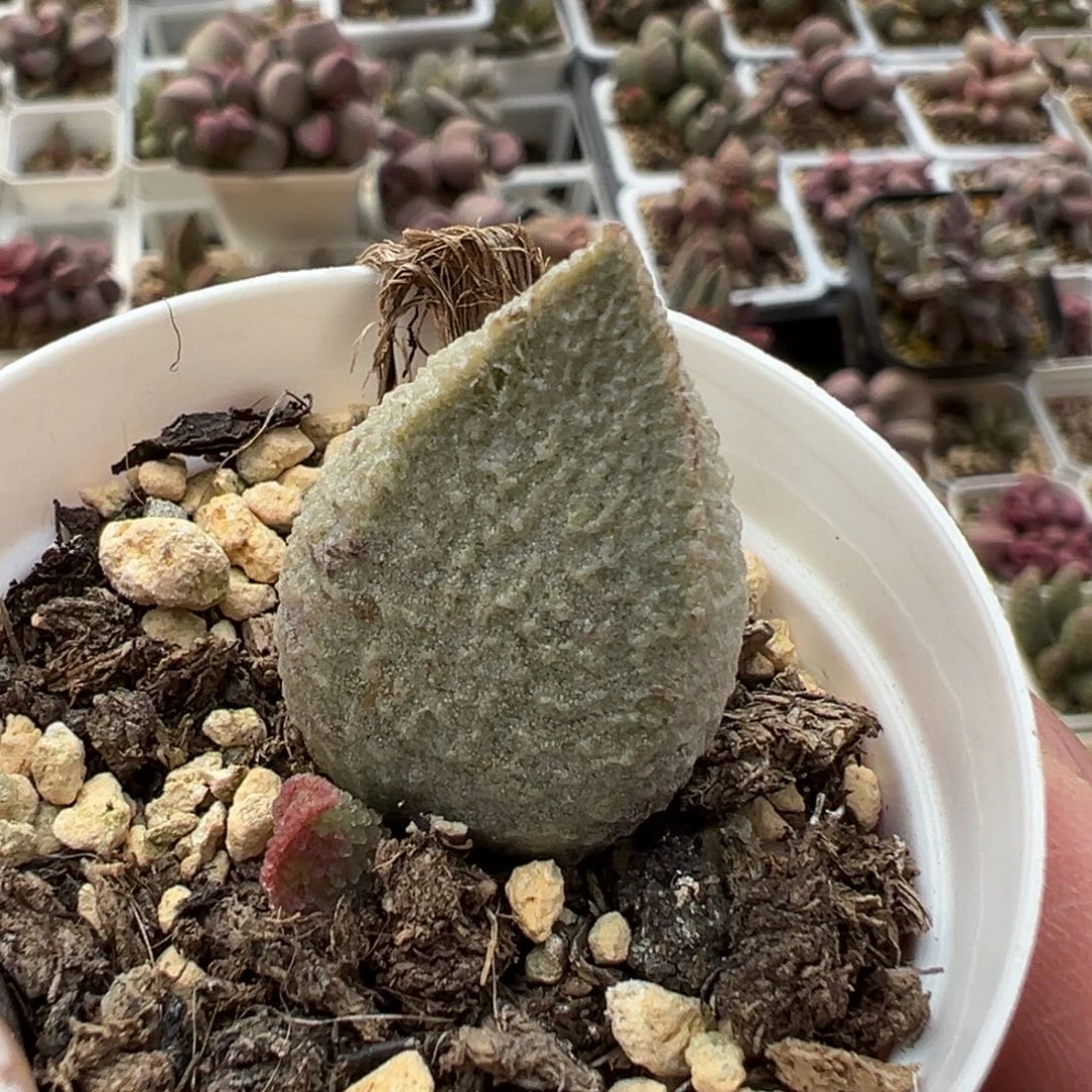 绿猪肝多肉植物水泡