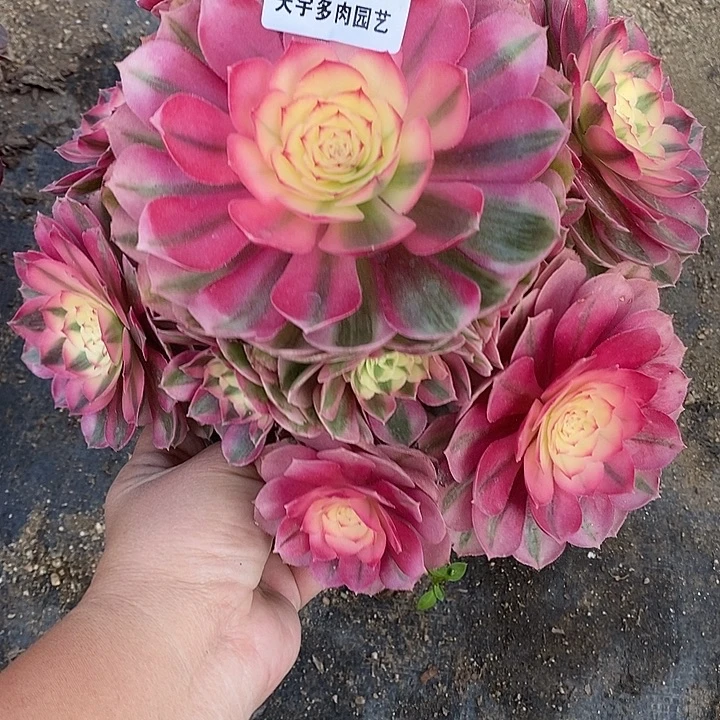 多肉植物倾城927多肉