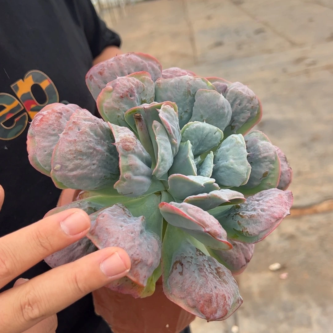 心之悦大单头老桩