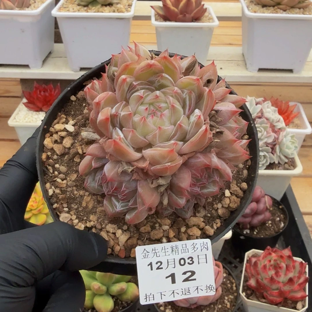 1203-12雪花珍妮群