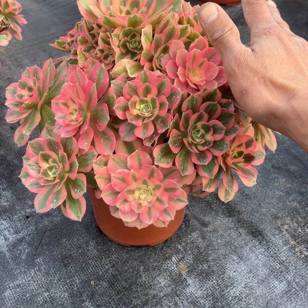 初恋老桩手捧623