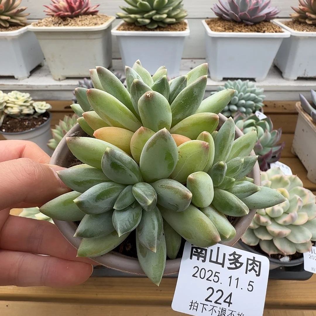 不知名11111105-224