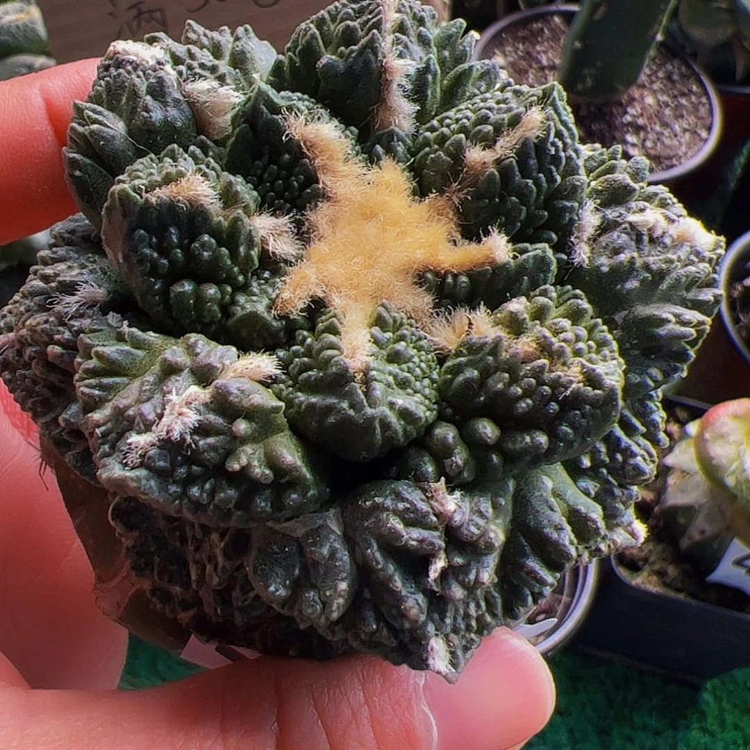 无花朵龟甲牡丹球缺水709