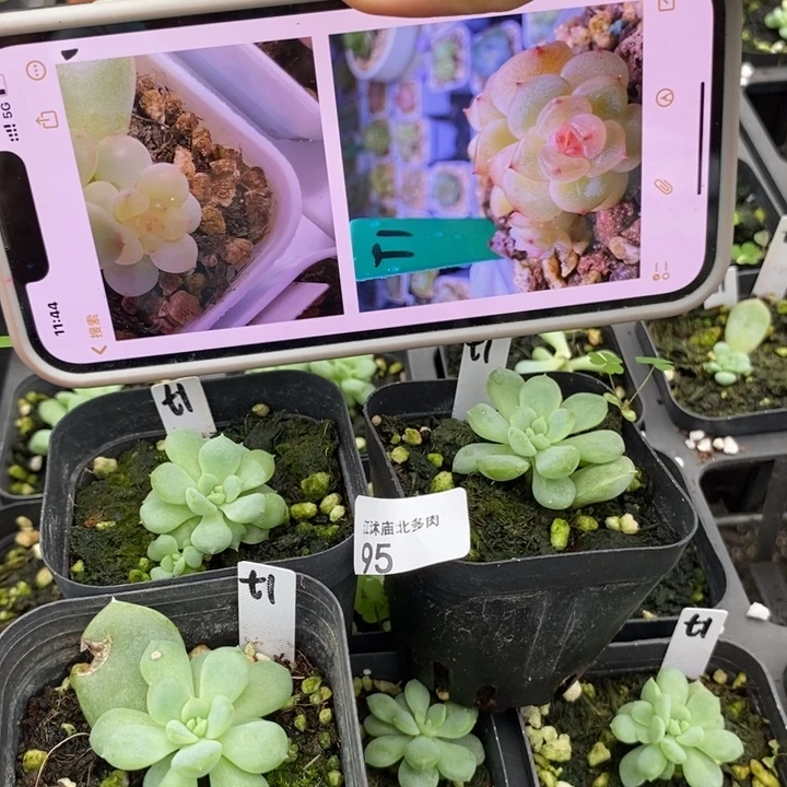 标95甜心t1一个量拍