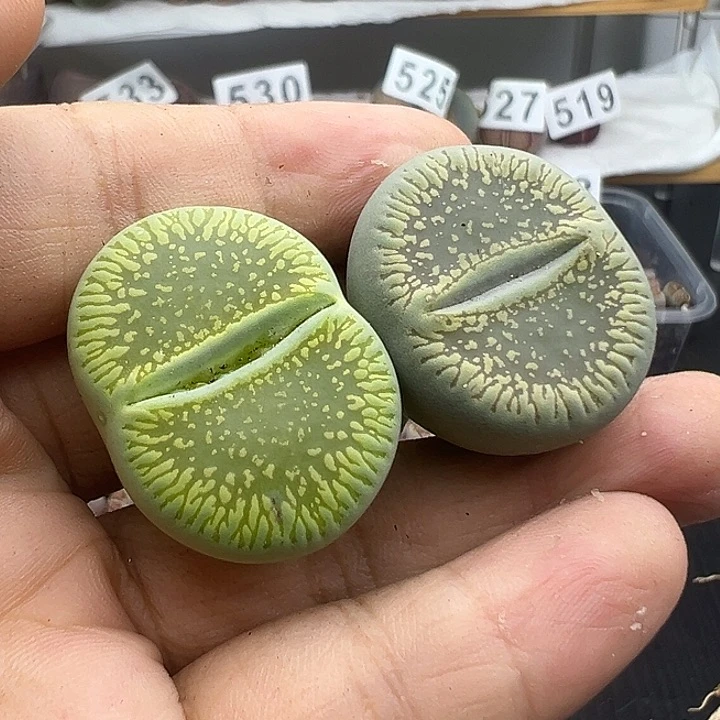 547绿光阳和阴月玉的故事