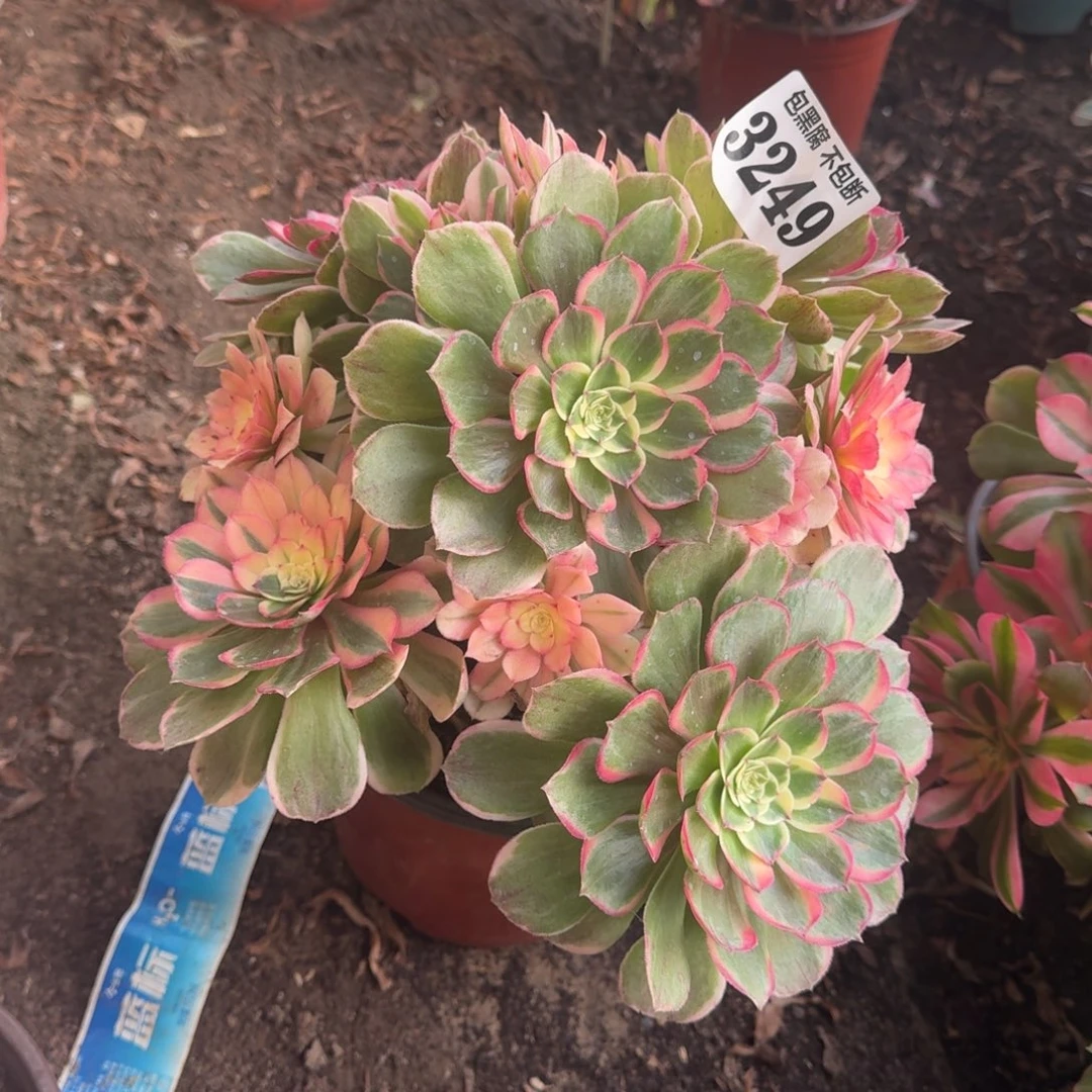 法师丘比特3249 19-24