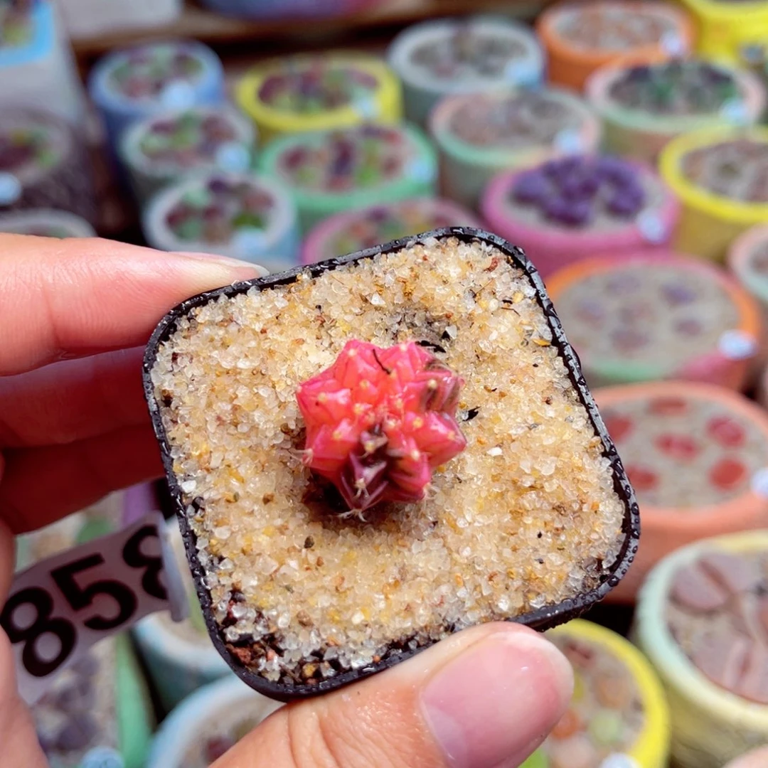 114。8888888888888888