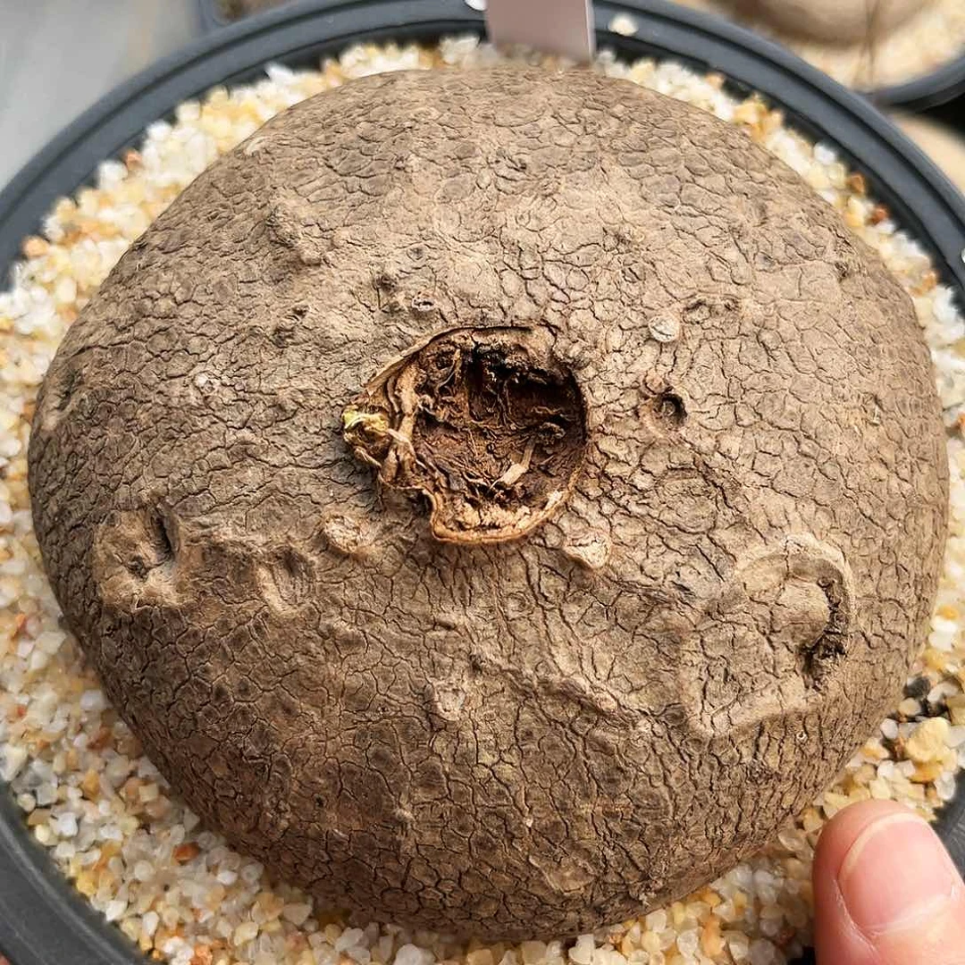 潮流植物黑皮超圆素可泰，A25