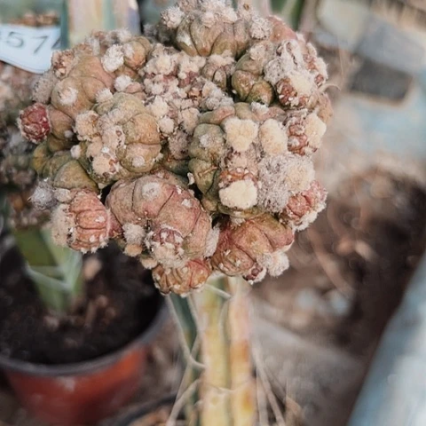 3575不售后不售后