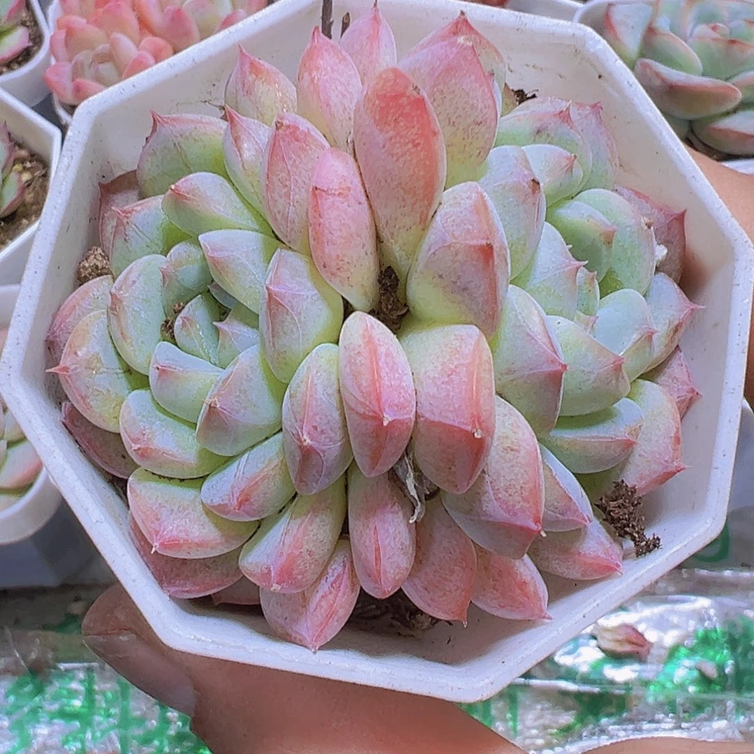 9角盆双头暗纹怪19包邮