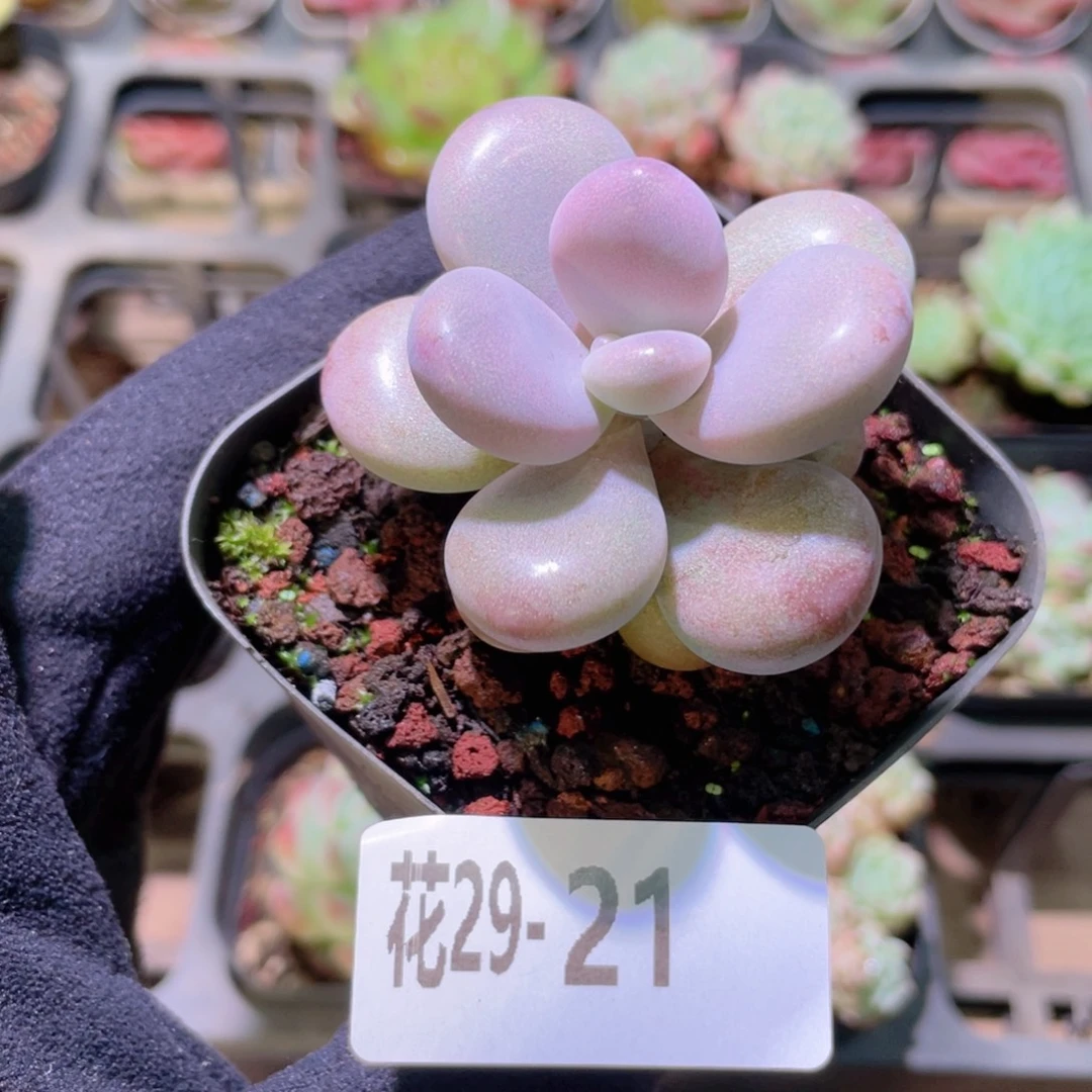 花利美29-21桃蛋单头