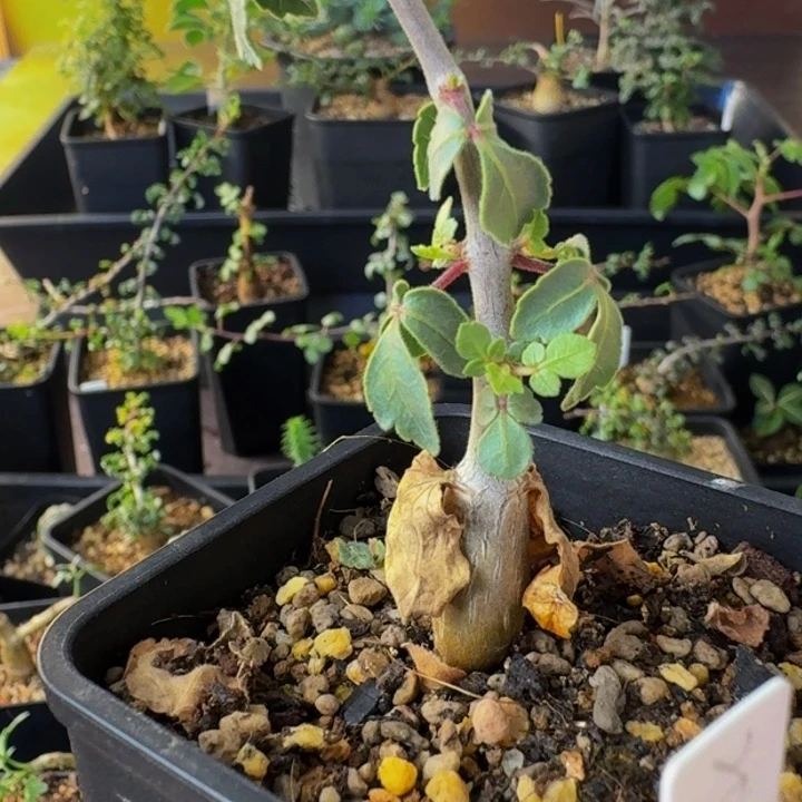 茉莉花➕薄荷味 种子80实生银叶橄榄带盆土顺丰空运包邮