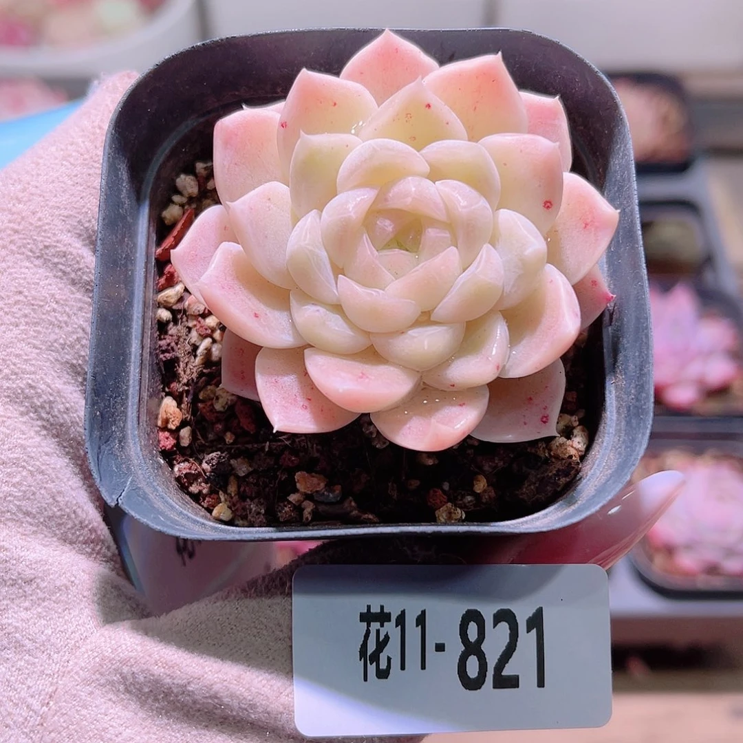 花利美11-821明月心