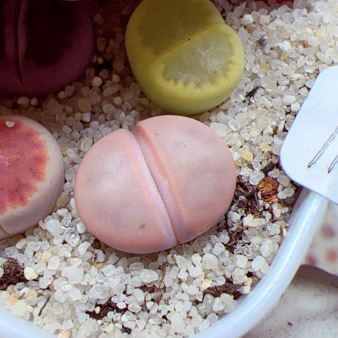 116优秀的肉肉87