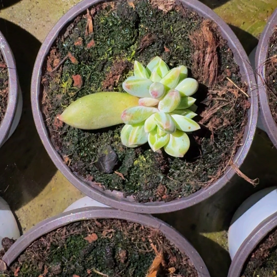 潇***回青禾美人 叶插 一物一拍