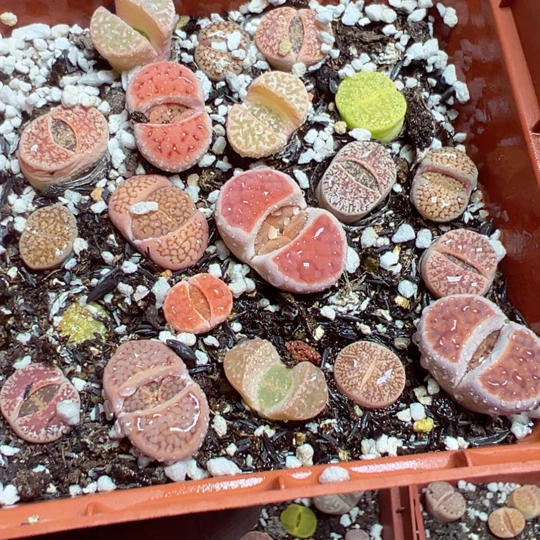 【闪购商品】 362。