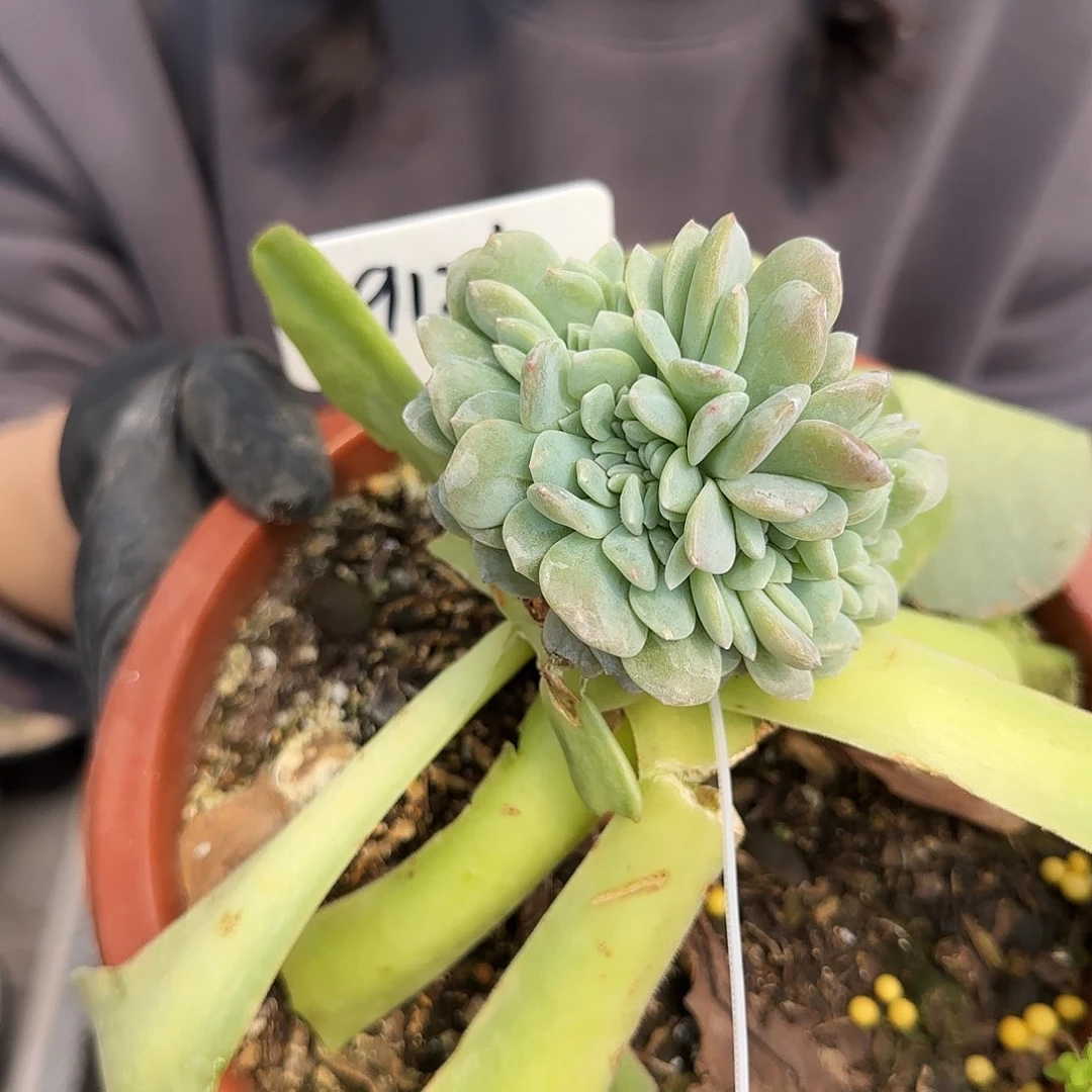 9126号45.8        肉