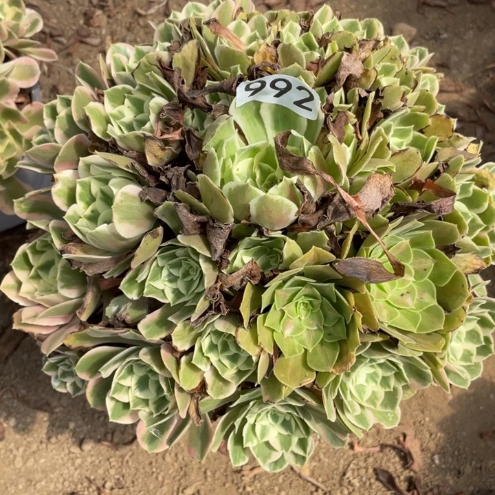 无花朵992多肉植物女妖