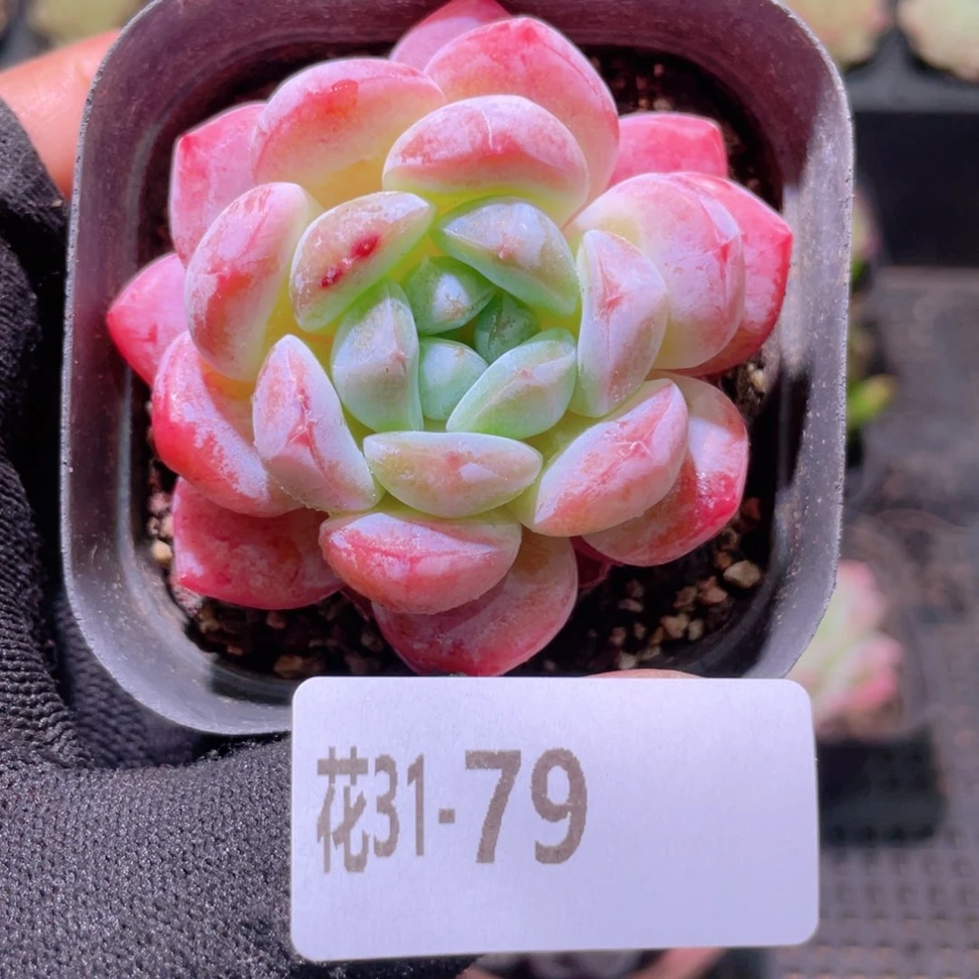 花利美31-79冰糖