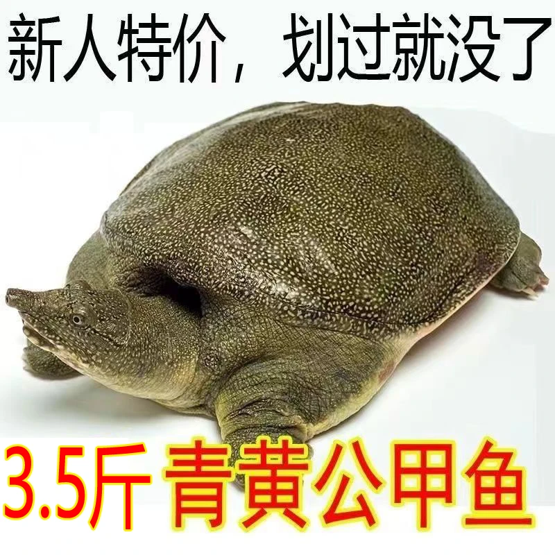 3.5斤1只 外塘青黄色黄油新鲜活大公甲鱼水鱼王八团鱼中华鳖批发