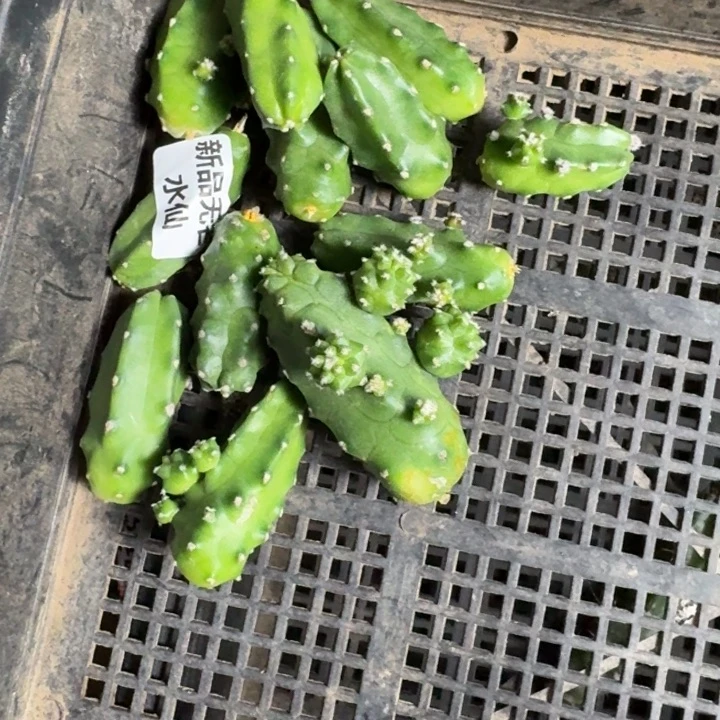 219新品水仙无根侧牙软，20包邮