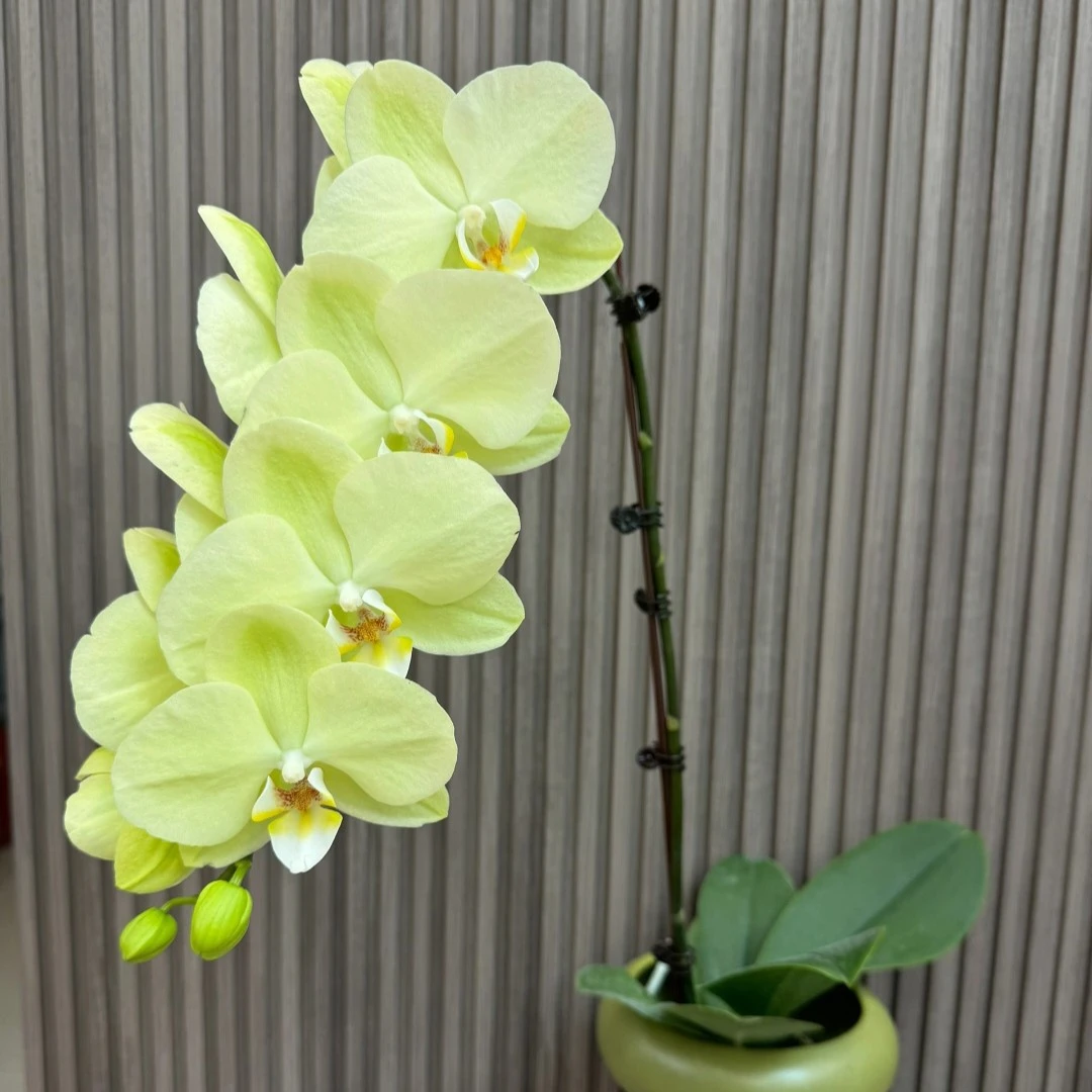 （日光浴）蝴蝶兰兰花带花梗发货3.5寸杯