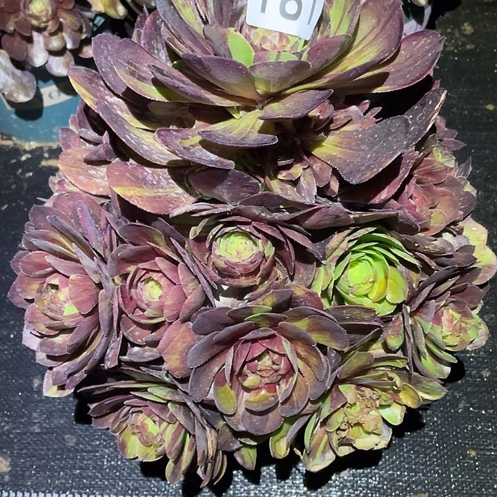 海**烂多肉植物法师181花月夜