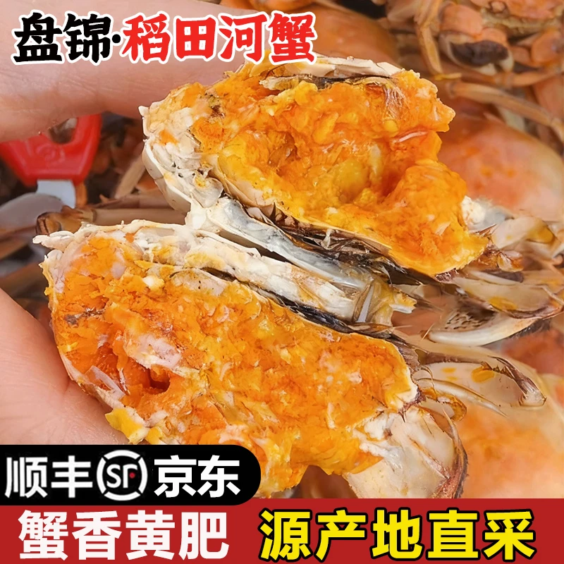 全母蟹【礼盒装·送12只】TY1鲜活发货盘锦河蟹1-1.3两/只共24只