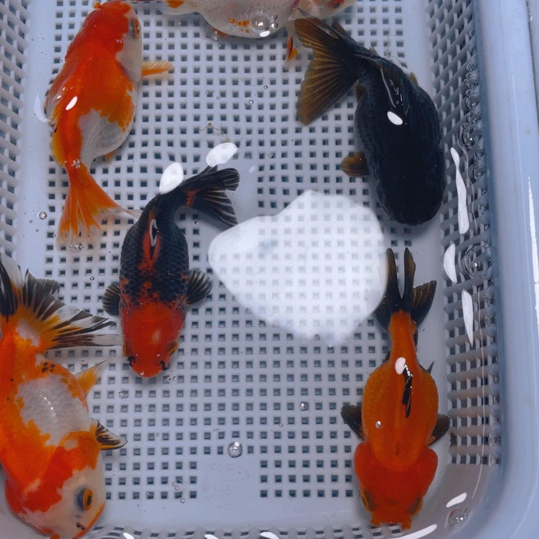 海水鱼花泰狮金鱼5号