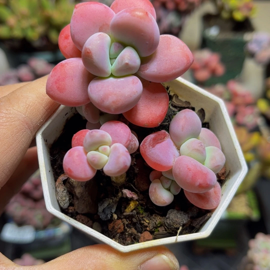 232樱花洛神8厘米多肉