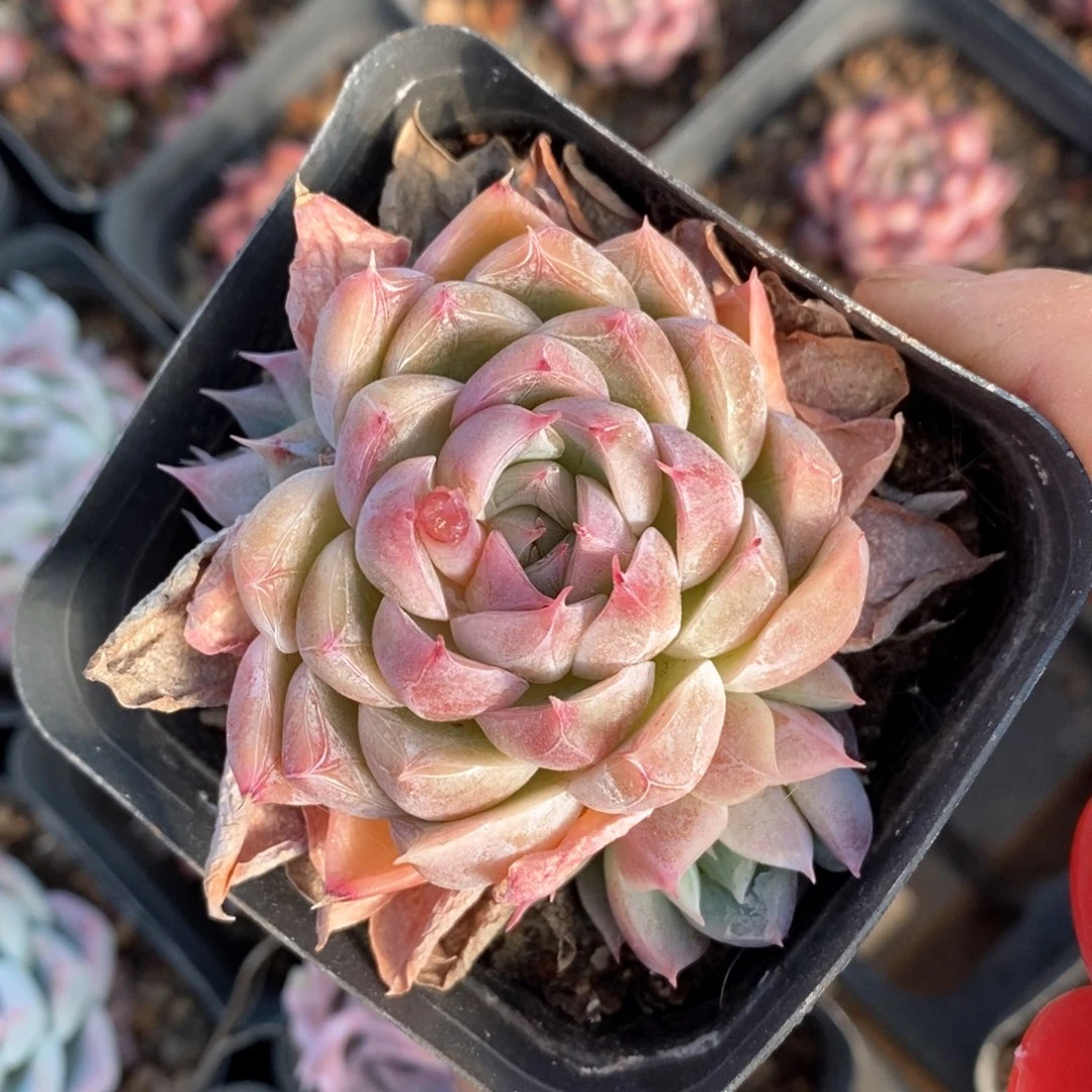 精品多肉一物一板不包整86