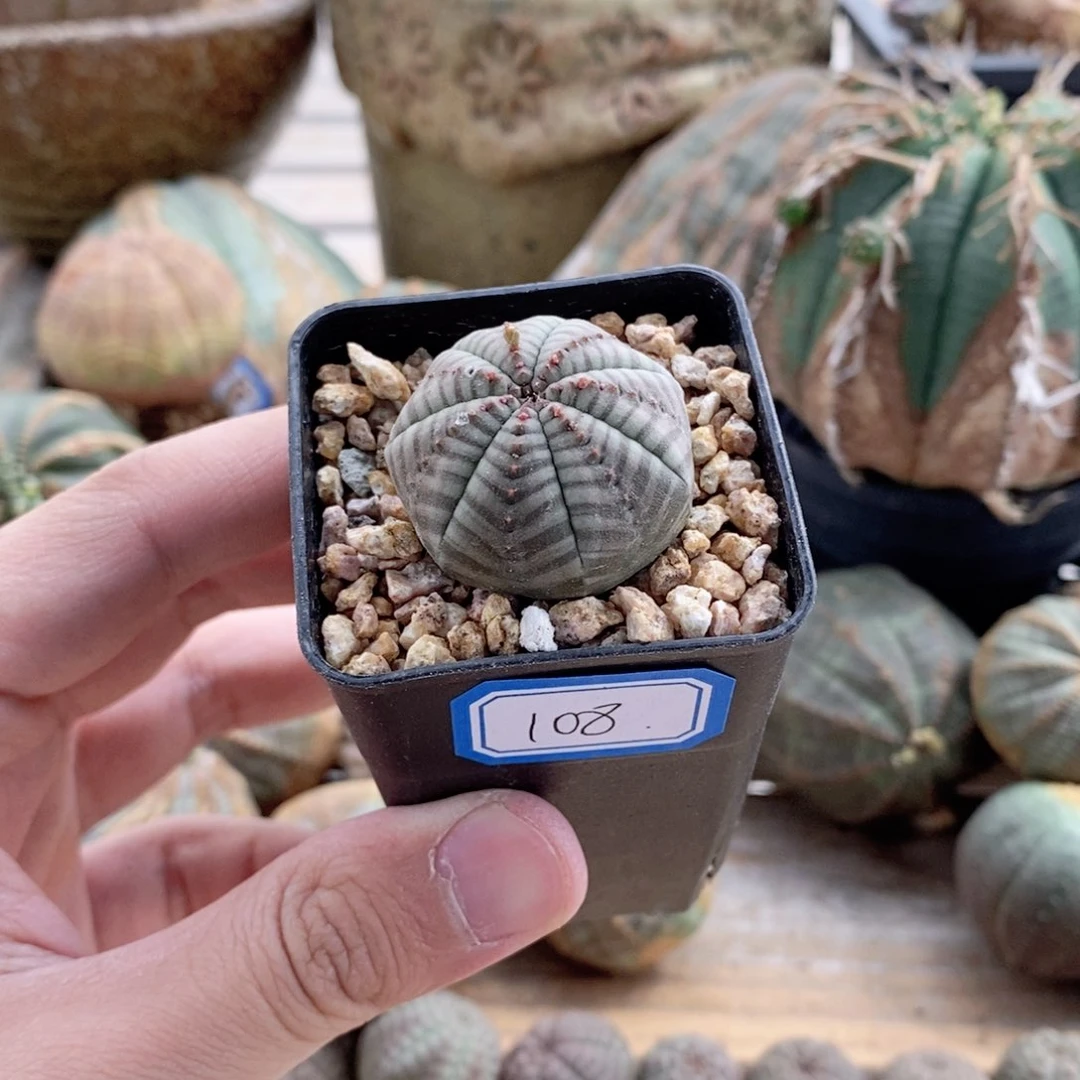 欧系实生布纹球多肉植物