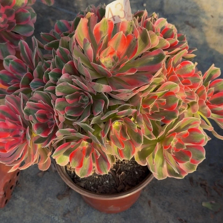 000000000000432女郎