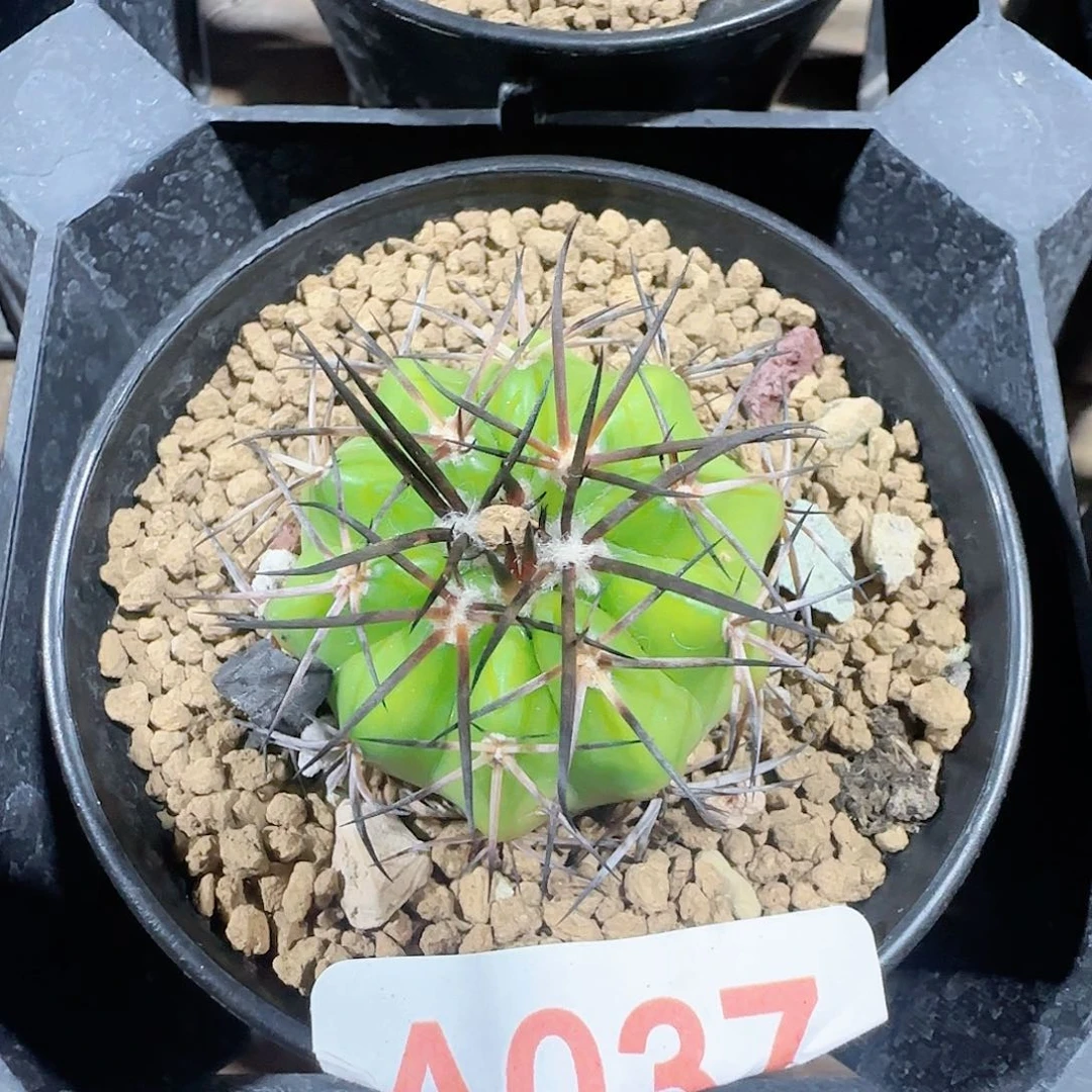 铃木 实生圆盘玉037
