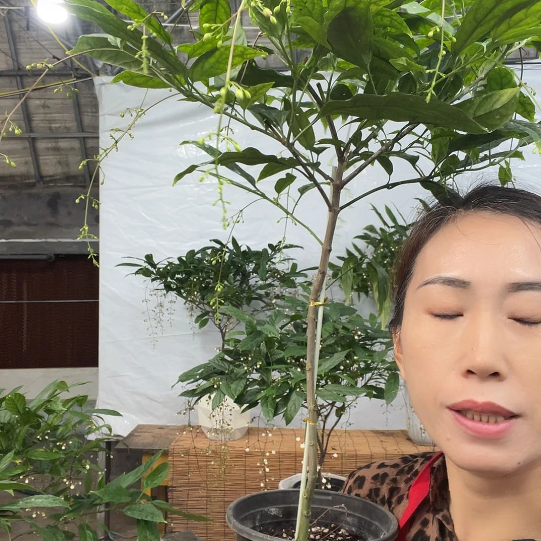 无花朵垂丝茉莉中颗一盆