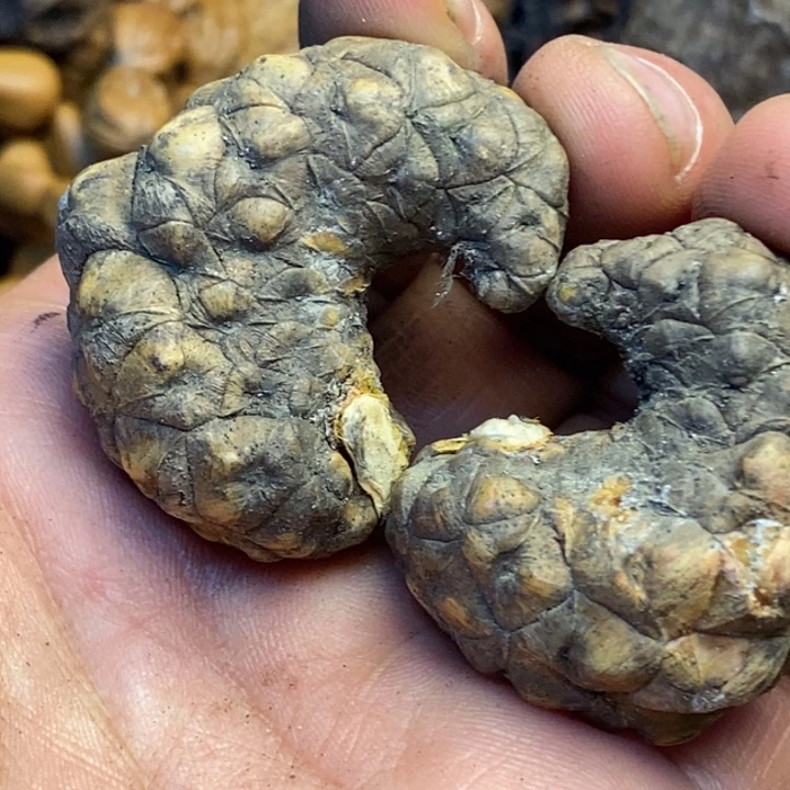 文玩核桃吊坠娜姐201